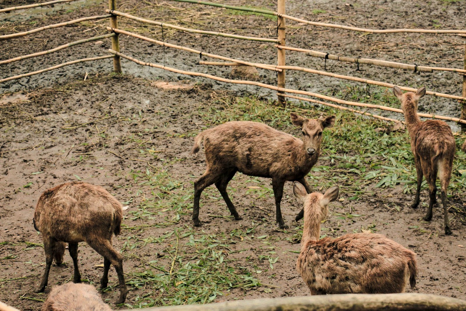 Penangkaran rusa di Taman Hutan Raya Djuanda Dekat dengan Glamping Tahura Dago Pakar Bandung